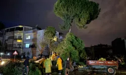 Fırtınada devrilen ağaç, elektrik tellerini kopardı