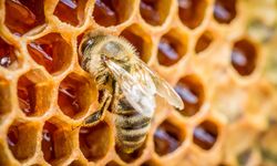 Bal fiyatları cep yakıyor