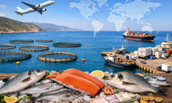 Türkiye’nin balık ağları Ege’den doluyor: İhracatın kaptan köşkünde Egeli firmalar var