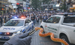 Karşıyaka caddelerinde akılalmaz görüntü: Yasaklı yılanla gezintiye çıktı, bedelini ağır ödedi
