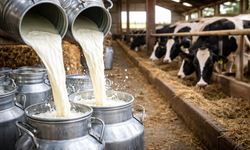 Çiğ süt krizi Meclis gündeminde