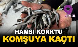 Karadeniz’de hamsi alarmı: Sürüler Gürcistan’a kaçtı, tezgahlar alev aldı