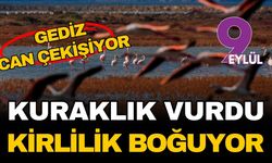 Gediz Deltası can çekişiyor: Kuraklık vurdu, kirlilik boğuyor