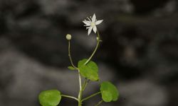 Bilim dünyasında heyecan yaratan keşif: İzmir’in dağlarında yeni bir endemik tür doğdu