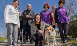 İzmir’de sokak hayvanları için büyük seferberlik