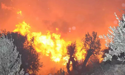 Antalya’da orman yangını