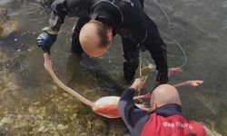 Flamingoya hayat veren kurtarma operasyonu! İnciraltı’nda umut dolu anlar