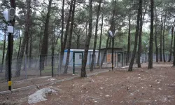 Kemalpaşa’da sokak hayvanları için büyük dönüşüm