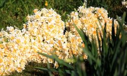 İzmir'in nergisleri hastalara moral oldu