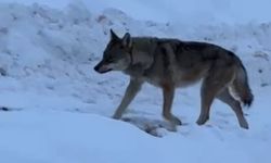 Aç kalan kurt yerleşim alanına indi