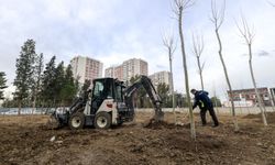 Betonun arasından orman çıktı