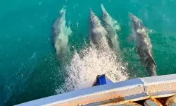 Balıkçı teknesine eşlik eden yunuslar kamerada
