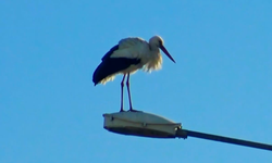 Baharın müjdecisi leylekler bu yıl rotayı erken çevirdi