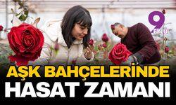 Aşkın bahçelerinde hasat zamanı: Milyonlarca kırmızı gül 14 Şubat için yola çıkıyor