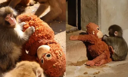 Maymun Punch’ın hikâyesi dünyayı ağlattı: Peluş oyuncağa sarılan yavru makak filme mi konu olacak?