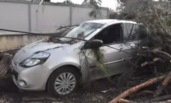 İzmir'de rüzgar ağaçları devirdi!