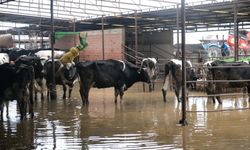 Ödemiş'te tarım alanları ve ahırları su bastı