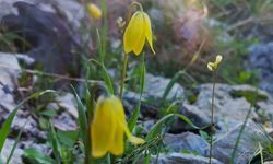 'Ağlayan gelinler' çiçek açmaya başladı