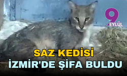 Aydın'da ağır yaralı bulunan saz kedisi İzmir'de şifa buldu
