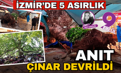 İzmir'de 5 asırlık çınar ağacı devrildi