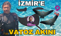 İzmir'e vatoz akını