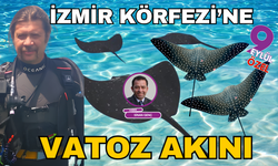 İzmir Körfezi'ne vatoz akını