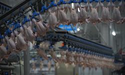 Lezita, deprem bölgesinde 130 milyon avroluk yatırımla piliç ekosistemi kuracak