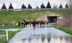 Manisa'da sağanak sele neden oldu