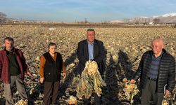 Karnabahar tarlada kaldı: Don vurdu, borç büyüdü