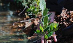 Karşıyaka’da yanan alanlar yeniden canlanıyor: Ormanlar yeşile dönüyor