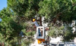 Karşıyaka’da budama seferberliği: Ağaçlar bahara hazırlanıyor