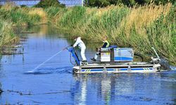 İzmir'de sivrisinek ve zararlılara karşı teknoloji destekli aralıksız mücadele