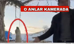Katliam! Köpeğini asarak öldürdü