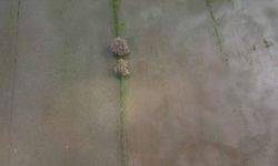 Muğla’da sağanak kabusu: Tarım arazileri sular altında kaldı