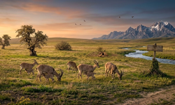 Türkiye genelinde av sezonu resmen sona erdi