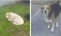 Yaşlı canlar barınak şartlarına dayanamıyor