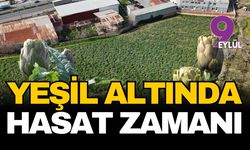 Menemen ovasında bahar bereketi: Şifalı enginar hasadı hız kazandı