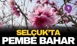 Selçuk'ta pembe bahar: Şeftali bahçeleri görsel şölene dönüştü