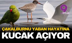 İzmir'in kalbindeki saklı cennet: Çakalburnu Lagünü yaban hayatına kucak açıyor
