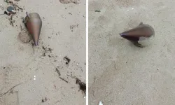 Kıyıya vurdu, ekipler harekete geçti