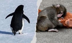 Nihilist Penguen misin, Yoksa Punch mı?