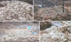 Tavuk katliamı! Ormana atıldı