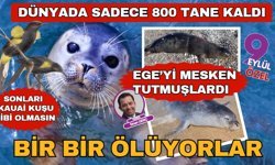 Nesli tükenmekte olan Akdeniz foklarının ölümleri endişe yaratıyor