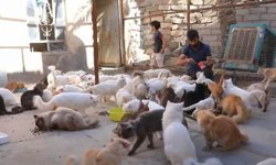 Türkiye’de ilk kez! İzeir'de Sokak kedileri sayılacak