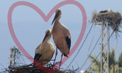 Leylek "Efe" ile eşi "Ada" Kuşadası'nda buluştu
