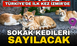 Türkiye’de ilk kez! İzeir'de Sokak kedileri sayılacak