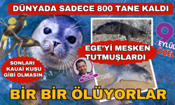Nesli tükenmekte olan Akdeniz foklarının ölümleri endişe yaratıyor