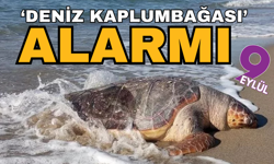 Ege'de ‘Deniz Kaplumbağası’ alarmı