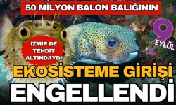 50 milyon balon balığının ekosisteme girişi engellendi