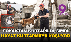 Momo enkaz için hazırlanıyor: Sokaktan kurtarıldı, şimdi hayat kurtarmaya koşuyor